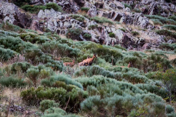 Chamois Porte Puymorens Góry Capcir Pireneje Francja — Zdjęcie stockowe