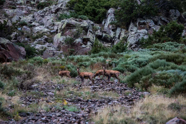 Chamois Porte Puymorens Montagnes Capcir Pyrénées France — Photo