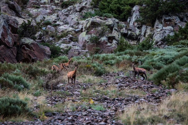 Chamois Porte Puymorens Montagne Capcir Pirenei Francia — Foto Stock