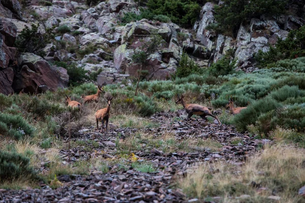 Gämsen Porte Puymorens Capcir Berge Pyrenäen Frankreich — Stockfoto