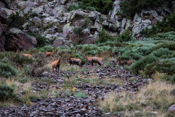 Chamois Porte Puymorens Montagne Capcir Pirenei Francia — Foto Stock