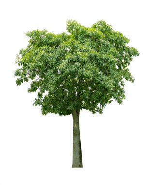 Beyaz arka planda izole edilmiş ağaç. kırpma yolları ile.