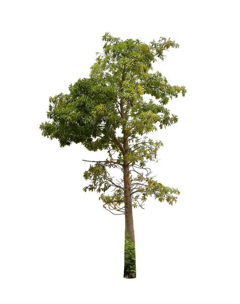 Árvore Isolada Sobre Fundo Branco Com Caminhos Recorte — Fotografia de Stock