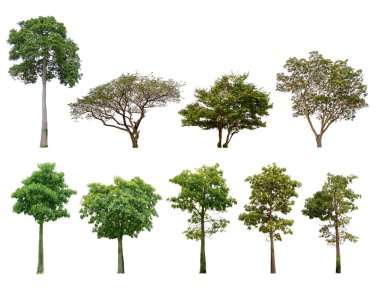 Ağaç koleksiyonu. Beyaz arka planda izole ağaçlar. kırpma yolları ile.