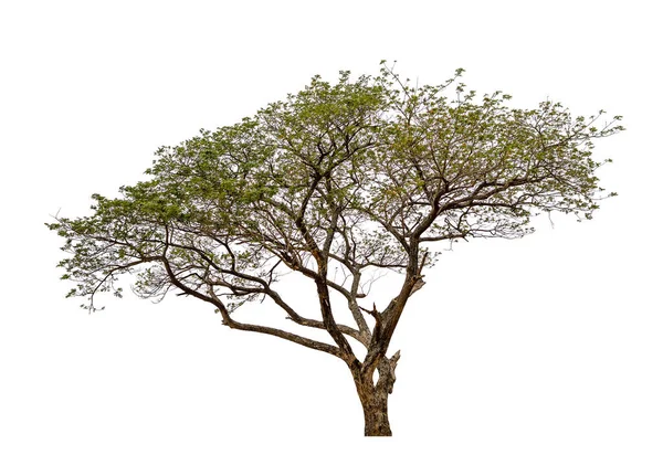 Schöner Baum Isoliert Auf Weißem Hintergrund Mit Schnittpfaden — Stockfoto