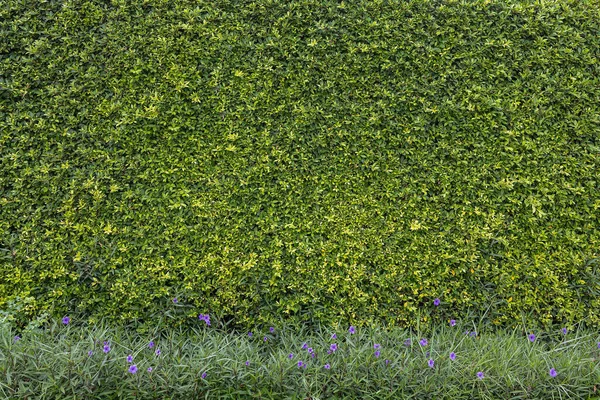 Groene Boom Muur Textuur Blauwe Bloem Voor Achtergrond Ontwerp Zonlicht — Stockfoto