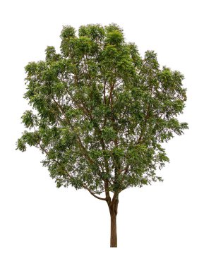 beyaz arkaplanda izole edilmiş güzel bir ağaç.