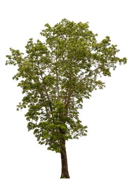 beyaz arkaplanda izole edilmiş güzel bir ağaç.
