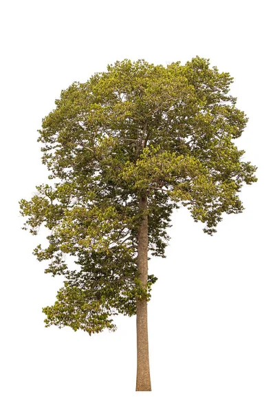 Isoliert Schönen Hohen Baum Auf Weißem Hintergrund — Stockfoto