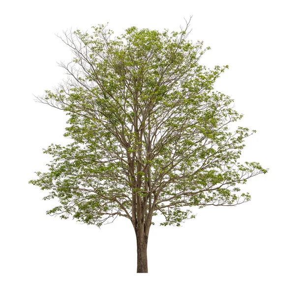 Bela Árvore Isolada Fundo Branco Com Caminhos Recorte — Fotografia de Stock