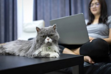 Siyah masada oturan gri İran kedisi dizüstü bilgisayarla çalışan bir kadın. Sevilen evcil hayvanla evden çalışma kavramı.