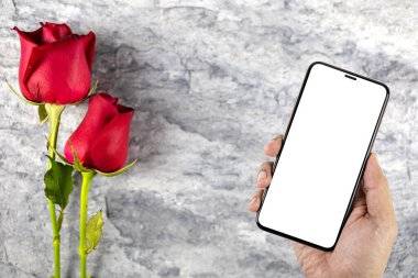Beyaz ekranlı akıllı telefonu taştan bir plakaya yerleştirilmiş iki kırmızı çiçekli el resmi. Sevgililer Günü duvar kağıdı için. Üst görünüm. 