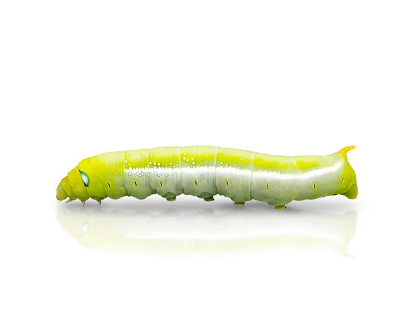 Big Green Yellow Butterfly Worm Isolated White Background Clipping Paths — Stock Photo, Image