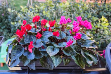 Bir saksıda ağustos böceği. Çiçek serası ve ön planda çiçek açan siklamen yatay olarak. Primulaceae Ailesi. Siklamen persicum.