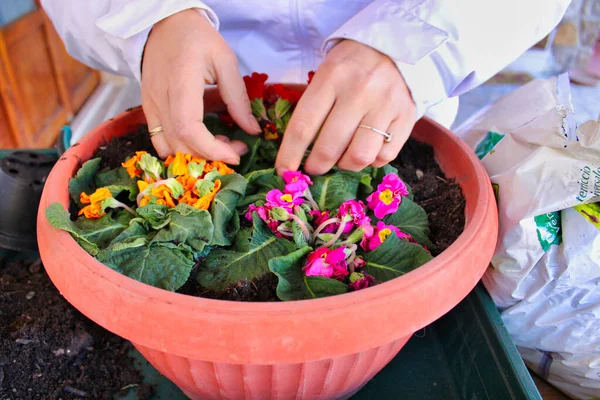 Niña Maceta Cuidado Las Flores Macetas Jardín Foto Alta Calidad —  Fotos de Stock