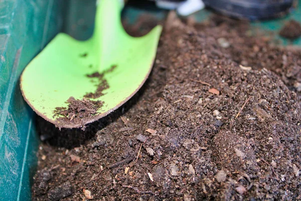 Rostlina Půdě Gardentooly — Stock fotografie