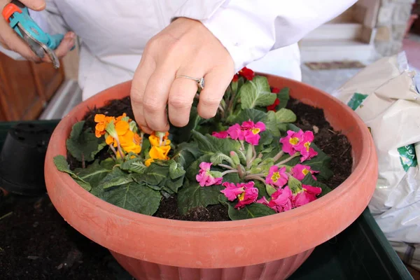 Garota Envasamento Cuidar Flores Vasos Jardim Alta Qualidade Foto — Fotografia de Stock