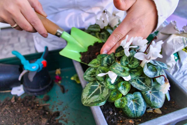 Fille Mise Pot Prendre Soin Des Fleurs Dans Des Pots — Photo