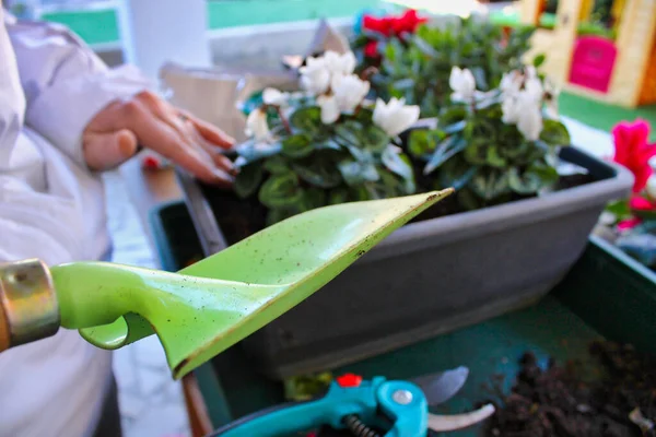 Mujer Sosteniendo Una Planta —  Fotos de Stock