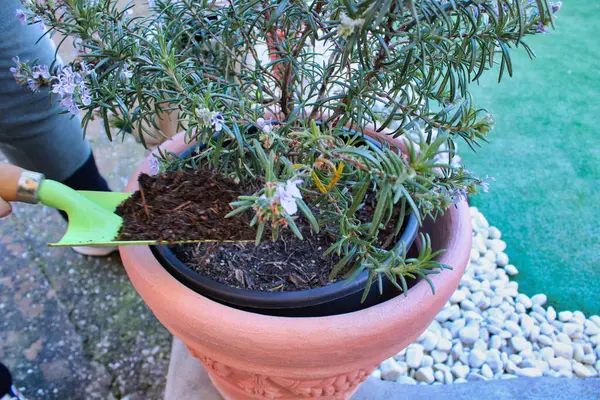 Jardinero Planta Maceta Con Herramientas Jardín —  Fotos de Stock