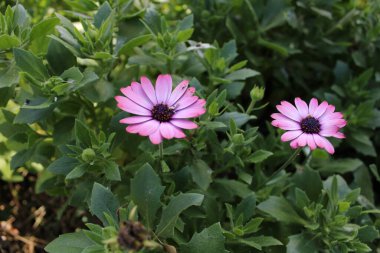 Çiçek pembesi yakın plan. 