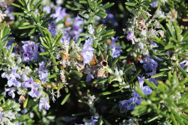 Çiçek bahçesine yakın çekim