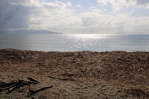 Куча песчаного таламона на пляже Тосканы — стоковое фото