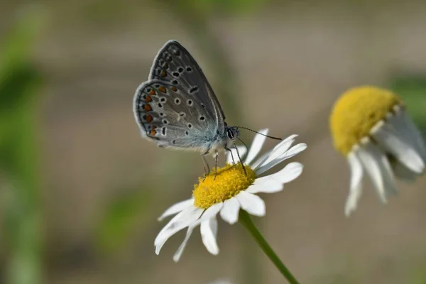 Common Blue Butterfly Polyommatus Icarus Perching Daisy — Stock Photo, Image