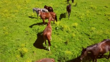 Tarladaki güzel atların hava manzarası.