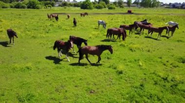 Tarladaki güzel atların hava manzarası.