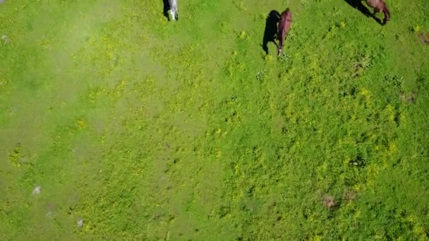 Vue aérienne des beaux chevaux dans le champ — Video