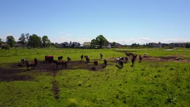 vue aérienne des beaux chevaux dans le champ 