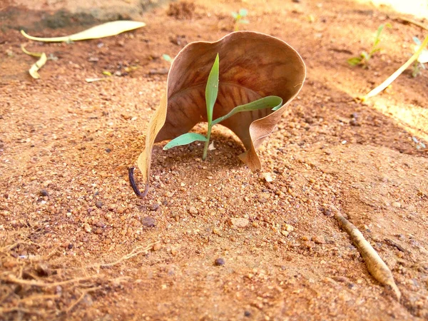 Kuru Yaprak, bize iyi bir şey söylüyor.