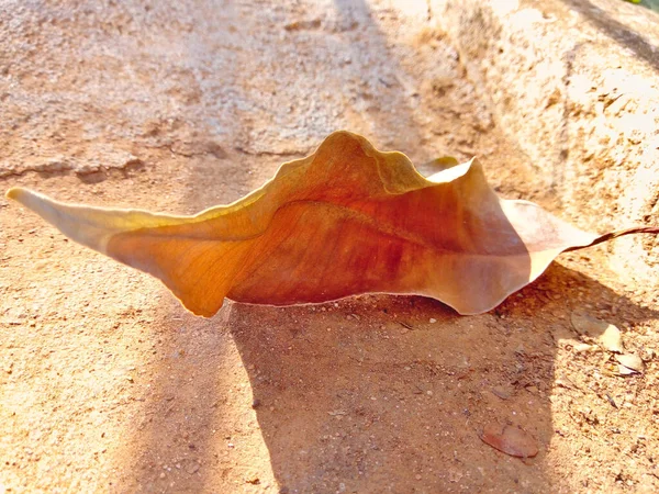 Kuru Yaprak, bize iyi bir şey söylüyor.