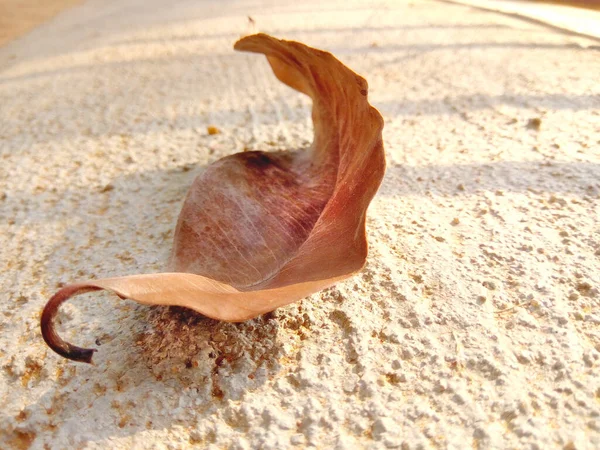 Dry Leaf Says Something Good — Stock Photo, Image