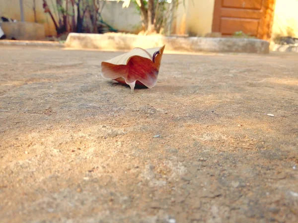 Kuru Yaprak, bize iyi bir şey söylüyor.