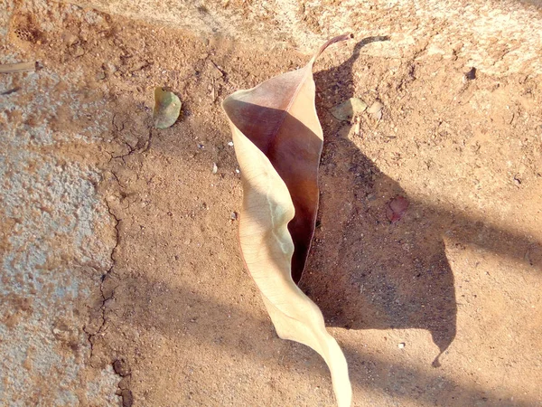 Dry Leaf Mengatakan Kepada Kami Sesuatu Yang Baik — Stok Foto