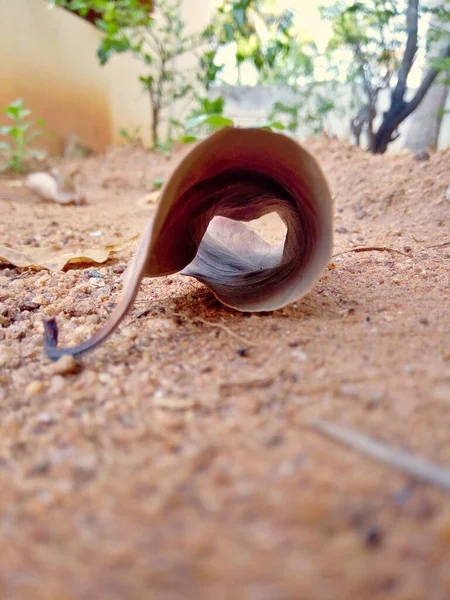 Beyaz çiçek yaprakların ortasında.,