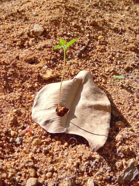 Kuru Yaprak bu şekilde yere düştü.