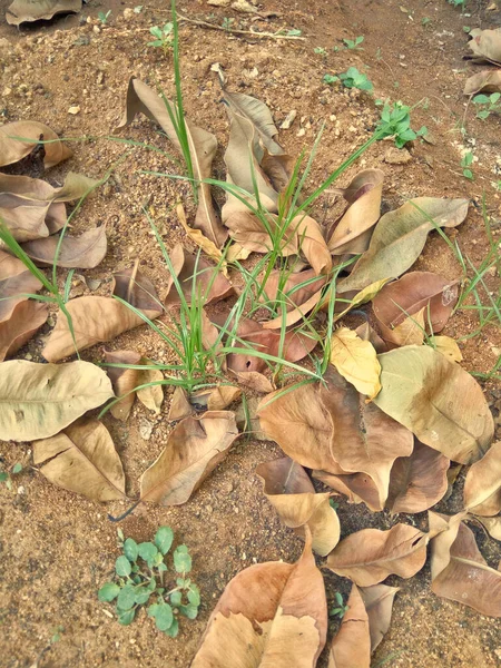 Daun Kering Jatuh Tanah Seperti Ini — Stok Foto