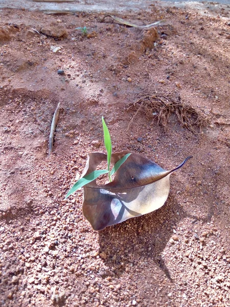 Kuru Yaprak bu şekilde yere düştü.