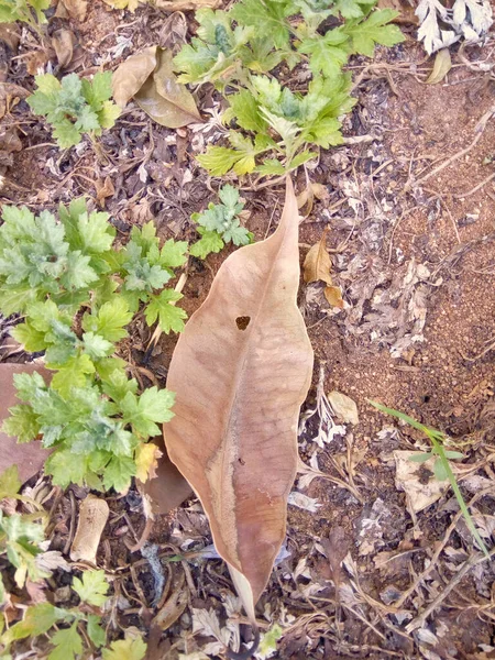 Dry Leaf 이렇게 떨어졌습니다 — 스톡 사진