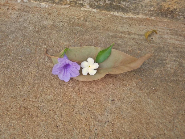 Daun Kering Jatuh Tanah Seperti Ini — Stok Foto