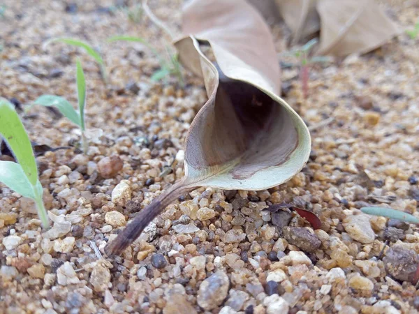 Kuru Yaprak bu şekilde yere düştü.