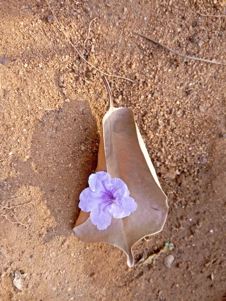 Mavi Çiçekli Kuru Yaprak