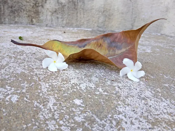 Kuru Yaprak bu şekilde yere düştü.