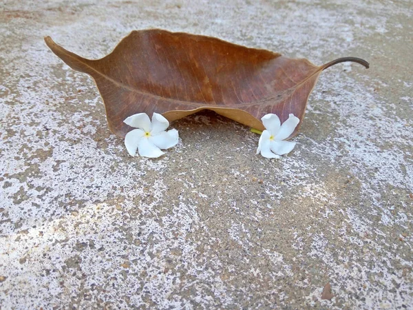 Kuru Yapraklar bu şekilde yere düştü ve şöyle bir şey söyledi. doğru