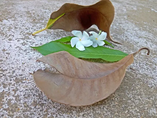 Kuru Yapraklar ve Yeşil Yapraklar ve Çiçekler Bu şekilde yere düştü.