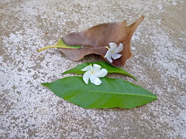 Kuru Yaprak Yeşil Yaprak ve Beyaz Çiçekler böyle yere düştü..