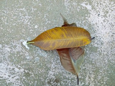 Yapraklar kurur ve bu şekilde düşer yerdeki taze beyaz çiçeklere ya da bahçedeki bir yere..